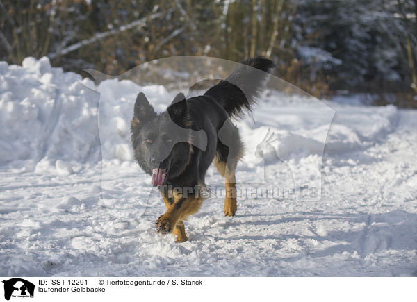 laufender Gelbbacke / walking sheepdog / SST-12291