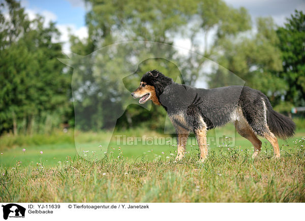 Gelbbacke / Old German Herding Dog / YJ-11639