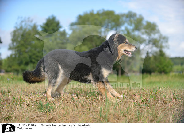 Gelbbacke / Old German Herding Dog / YJ-11649