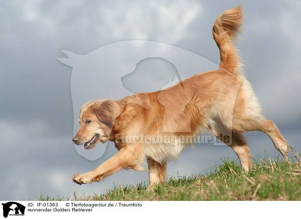 rennender Golden Retriever / running Golden Retriever / IF-01363