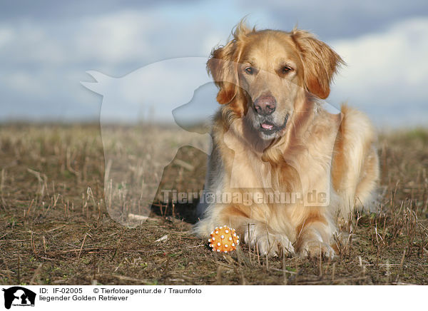 liegender Golden Retriever / lying Golden Retriever / IF-02005