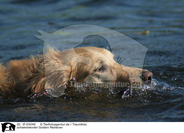schwimmender Golden Retriever / swimming Golden Retriever / IF-03046