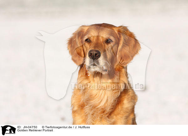 Golden Retriever Portrait / Golden Retriever Portrait / JH-04750