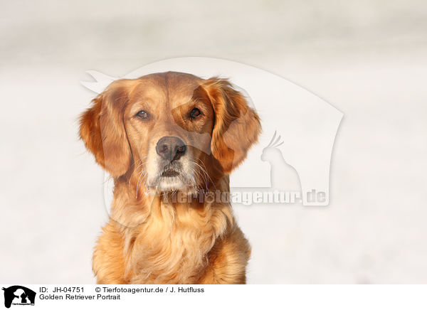 Golden Retriever Portrait / Golden Retriever Portrait / JH-04751