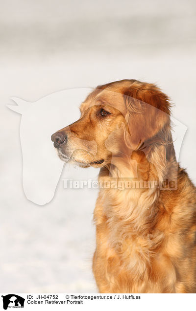 Golden Retriever Portrait / Golden Retriever Portrait / JH-04752