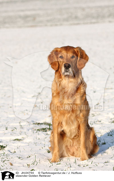 sitzender Golden Retriever / sitting Golden Retriever / JH-04754