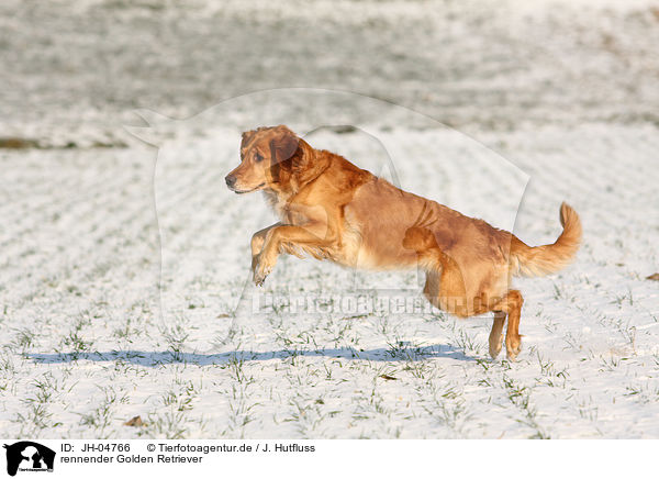 rennender Golden Retriever / running Golden Retriever / JH-04766