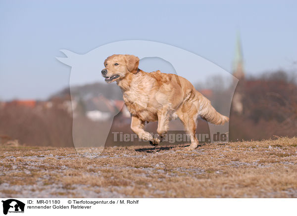 rennender Golden Retriever / running Golden Retriever / MR-01180