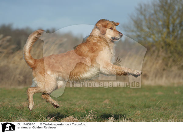 rennender Golden Retriever / running Golden Retriever / IF-03810