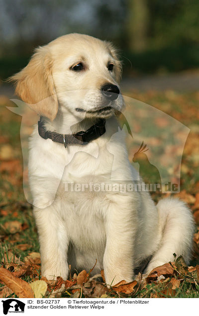 sitzender Golden Retriever Welpe / sitting Golden Retriever puppy / BS-02737
