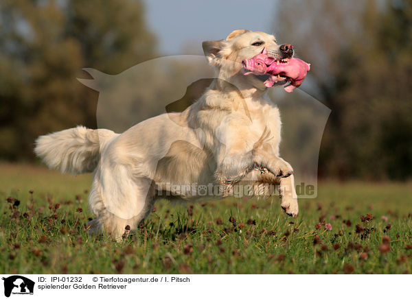 spielender Golden Retriever / playing Golden Retriever / IPI-01232