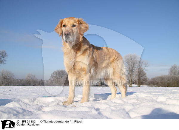 Golden Retriever / Golden Retriever / IPI-01383