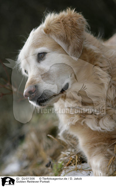 Golden Retriever Portrait / Golden Retriever Portrait / DJ-01306