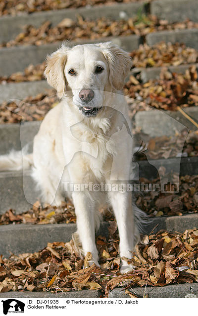 Golden Retriever / Golden Retriever / DJ-01935