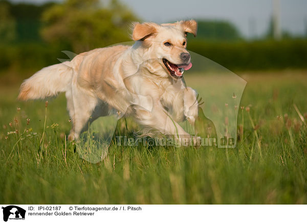 rennender Golden Retriever / running Golden Retriever / IPI-02187