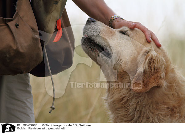 Golden Retriever wird gestreichelt / fondling a Golden Retriever / DG-03600
