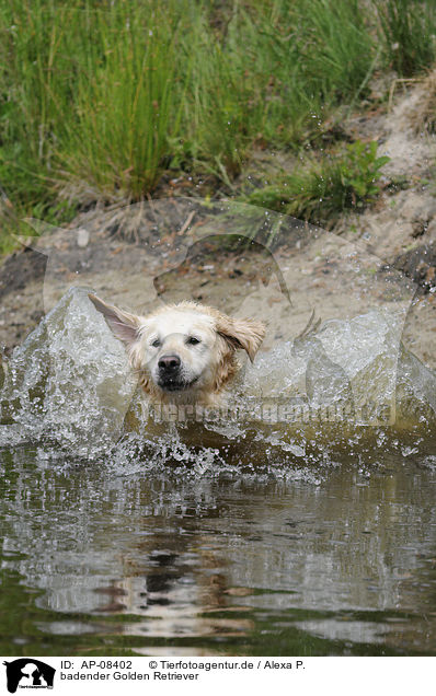 badender Golden Retriever / bathing Golden Retriever / AP-08402