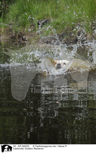 badender Golden Retriever / bathing Golden Retriever / AP-08405