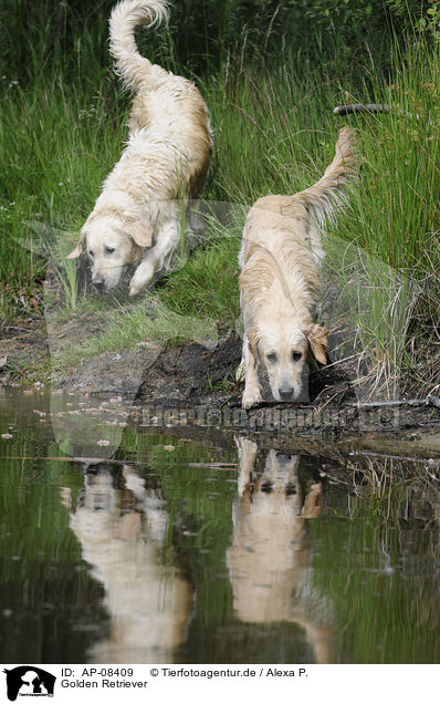 Golden Retriever / Golden Retriever / AP-08409
