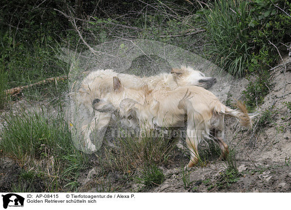 Golden Retriever sch�tteln sich / shaking Golden Retriever / AP-08415