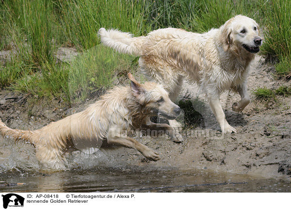 rennende Golden Retriever / running Golden Retriever / AP-08418