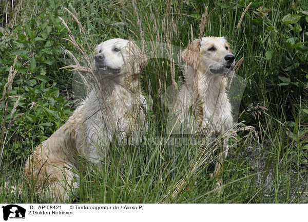 2 Golden Retriever / 2 Golden Retriever / AP-08421