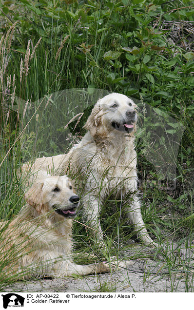 2 Golden Retriever / 2 Golden Retriever / AP-08422