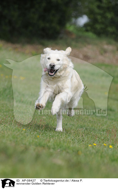 rennender Golden Retriever / running Golden Retriever / AP-08427