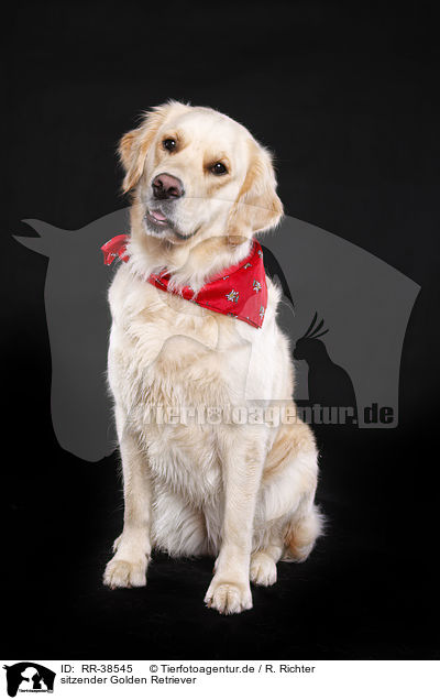 sitzender Golden Retriever / sitting Golden Retriever / RR-38545