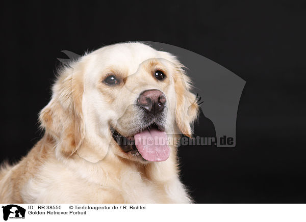 Golden Retriever Portrait / Golden Retriever Portrait / RR-38550
