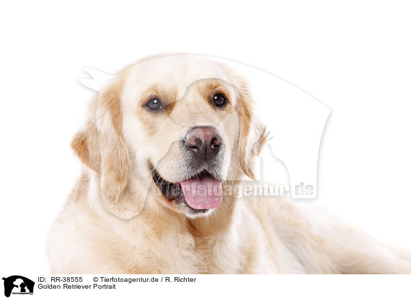 Golden Retriever Portrait / Golden Retriever Portrait / RR-38555
