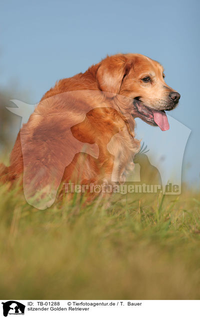 sitzender Golden Retriever / sitting Golden Retriever / TB-01288