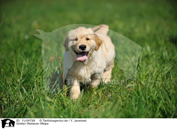 Golden Retriever Welpe / Golden Retriever Puppy / YJ-04799