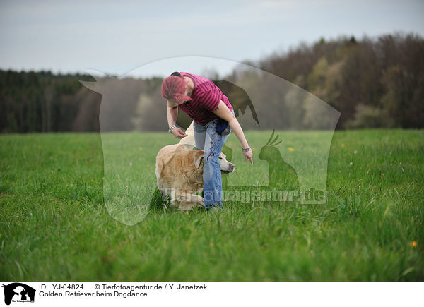 Golden Retriever beim Dogdance / Golden Retriever at Dogdance / YJ-04824