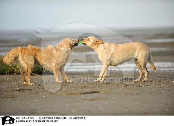 Labrador und Golden Retriever / Labrador and Golden Retriever / YJ-05490