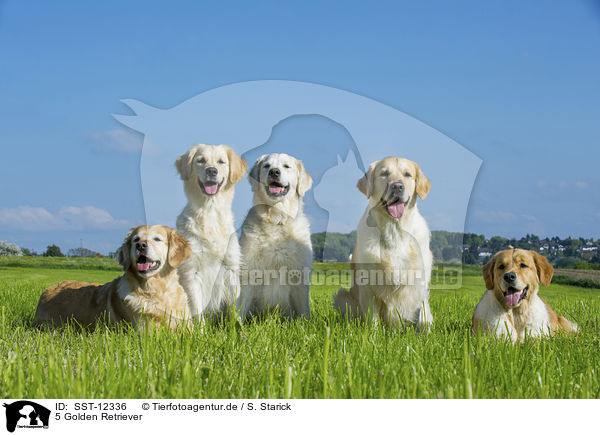5 Golden Retriever / 5 Golden Retrievers / SST-12336