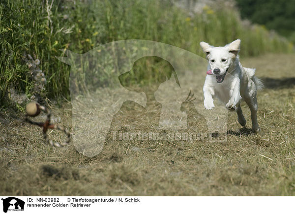 rennender Golden Retriever / running Golden Retriever / NN-03982