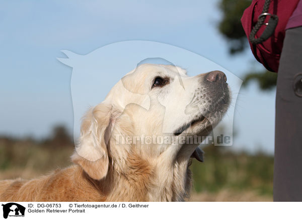 Golden Retriever Portrait / Golden Retriever Portrait / DG-06753