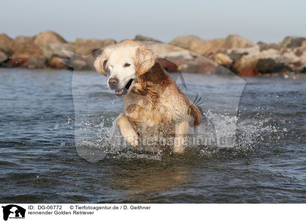 rennender Golden Retriever / running Golden Retriever / DG-06772