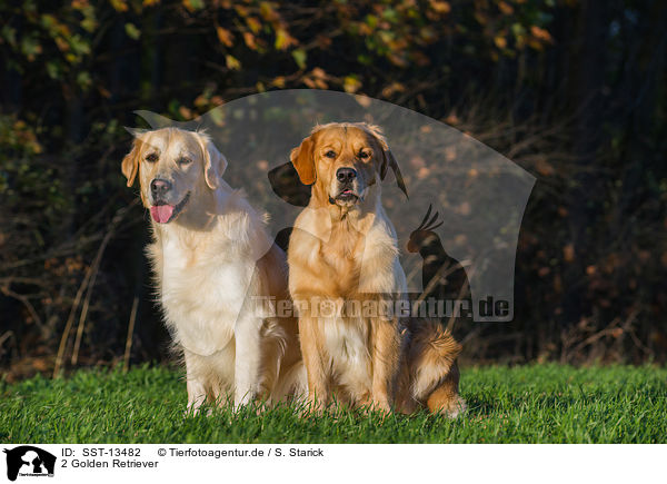 2 Golden Retriever / 2 Golden Retriever / SST-13482