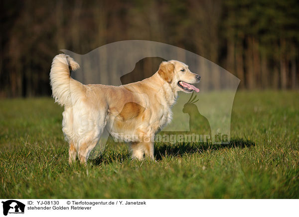 stehender Golden Retriever / standing Golden Retriever / YJ-08130