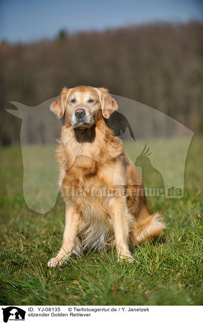 sitzender Golden Retriever / sitting Golden Retriever / YJ-08135