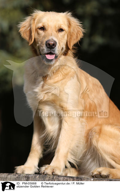 sitzender Golden Retriever / sitting Golden Retriever / PM-05888