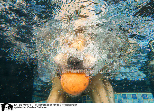 spielender Golden Retriever / playing Golden Retriever / BS-06015