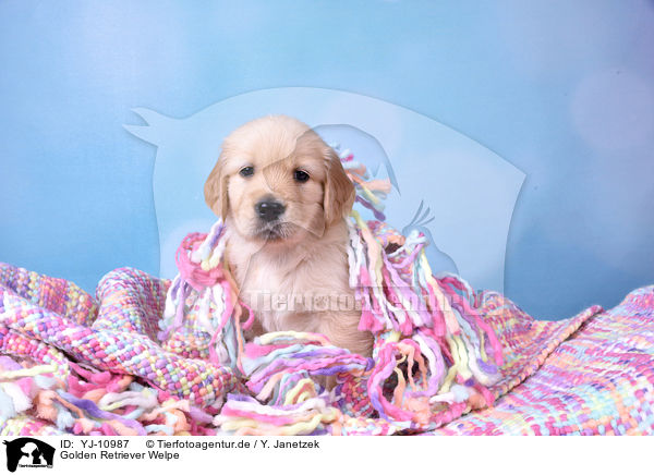 Golden Retriever Welpe / Golden Retriever Puppy / YJ-10987