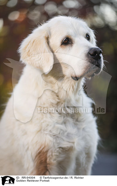 Golden Retriever Portrait / Golden Retriever Portrait / RR-94994