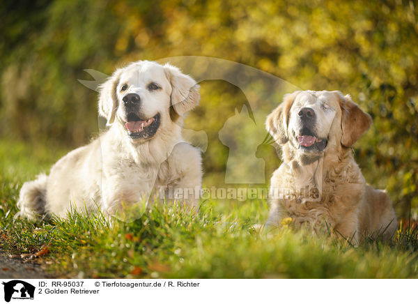 2 Golden Retriever / 2 Golden Retriever / RR-95037