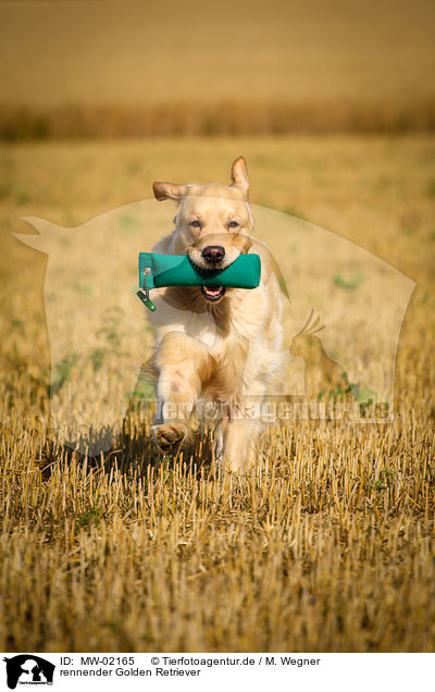 rennender Golden Retriever / running Golden Retriever / MW-02165