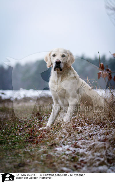 sitzender Golden Retriever / sitting Golden Retriever / MW-02246