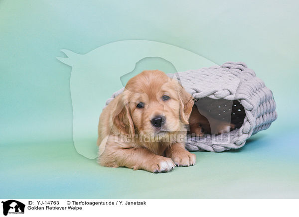 Golden Retriever Welpe / Golden Retriever Puppy / YJ-14763